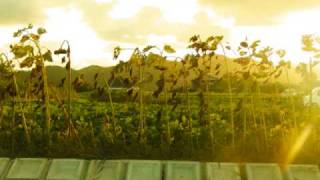 The Album Leaf - The MP