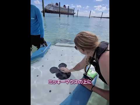 人間に挨拶する不思議なエイ！
