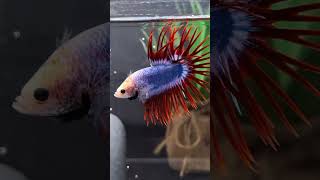 Download lagu 4 Jenis Ikan Cupang Terbaik untuk Kontes mp3 Download lagu 4 Jenis Ikan Cupang Terbaik untuk Kontes mp3