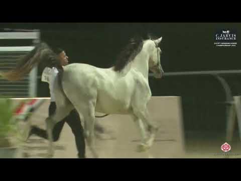 N.160 EZZ AL ELWAY - Egypt Arabian Horse Championship 2023 - Colts 2 Years Old (Class 7B)