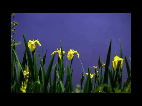 Video thumbnail for I Still Believe