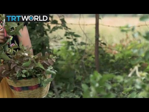 download lagu mp3 mp4 Mexican Plants, download lagu Mexican Plants gratis, unduh video klip Mexican Plants