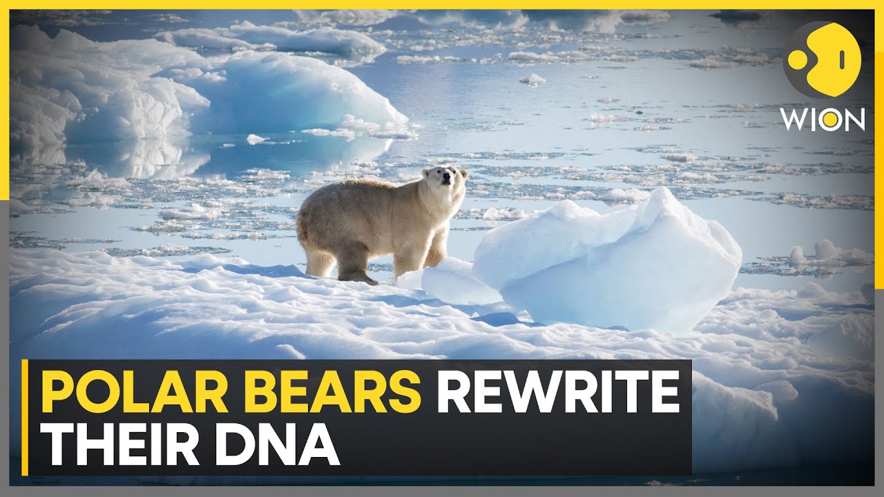 Polar Bears Show Fast DNA Adaptation to Climate Change | WION