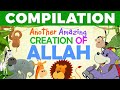 AMAZING Creations of ALLAH with Zaky - COMPILATION