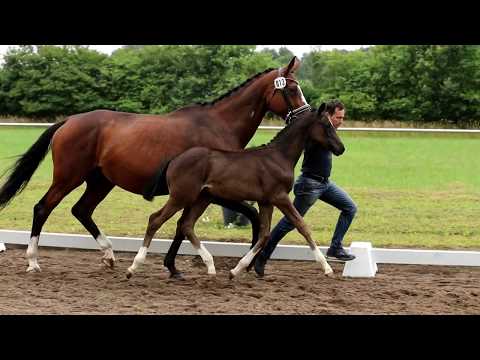Nr. 13 Stute von Despacito-Stedinger-Weltmeyer