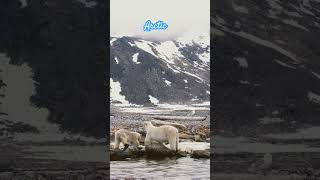 Svalbard Artic 🐻‍❄️ 🗻 Incredible Views #polar