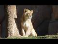 Lion Camp At The San Diego Wild Animal Park