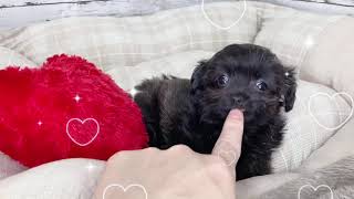 ハーフ犬の動画01