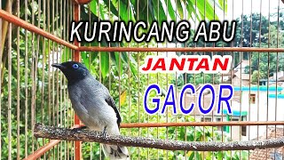 Download lagu KURINCANG ABU JANTAN GACOR mp3