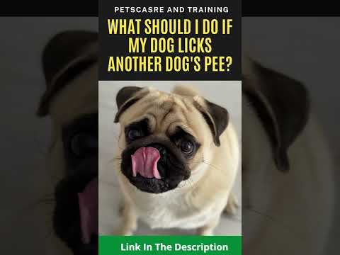 Why Does My Dog Lick Other Dog’s Pee, And What Should I Do? #shorts