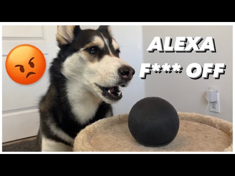 My HUSKY Talks To ALEXA | (She Beat up Alexa!)