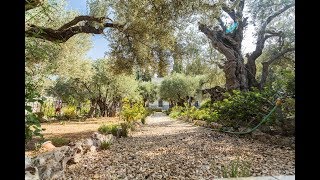 In this place Judas Iscariot betrayed Jesus. The Story of Gethsemane, Jerusalem Israel