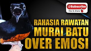 Download lagu rahasia RAWATAN MURAI BATU OVER EMOSI yang mungkin anda belum tahu mp3