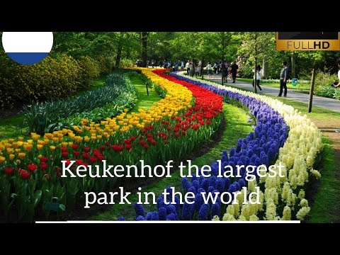 Keukenhof Gardens Netherlands May 2023 | Keukenhof Flower Peradise Part 1 | Chef Yasir