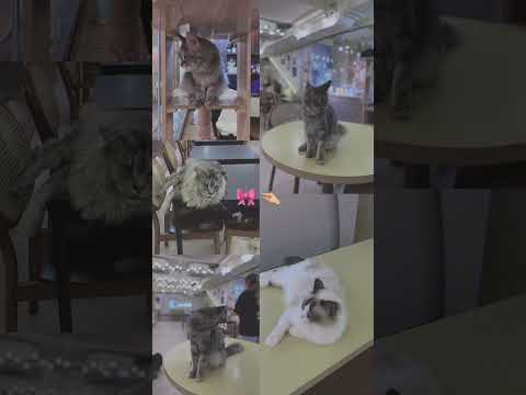 Cat 🤍 #fypシ #cat #catshorts #yutubeshorts