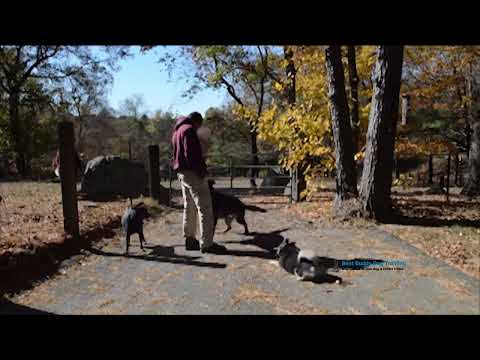 Peaceful Energy: Three Dogs Off-Leash Beside a Cow and Bull