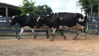 Vídeo 137 - 1ª ETAPA MEGA LIQUIDAÇÃO TOTAL AGROPECUÁRIA MARAJOARA - DIA 4 | GADO GIROLANDO E HOLANDÊS
