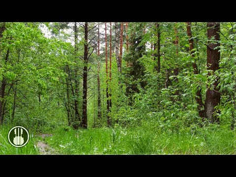 Entspannender Waldregen und Vogelgezwitscher zum Schlafen. Frühlingsnaturambiente.