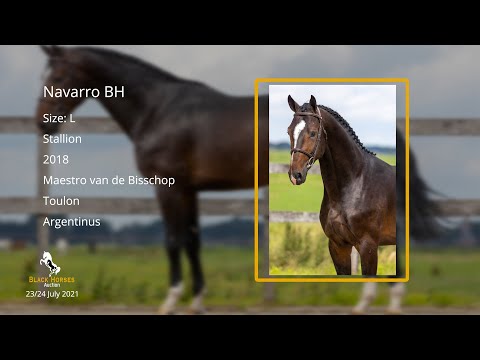 Navarro BH (Maestro van de Bisschop x Toulon x Argentinus) stallion, 2018