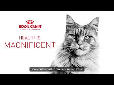 FBN Cat Maine Coon padažas 12x85 g video