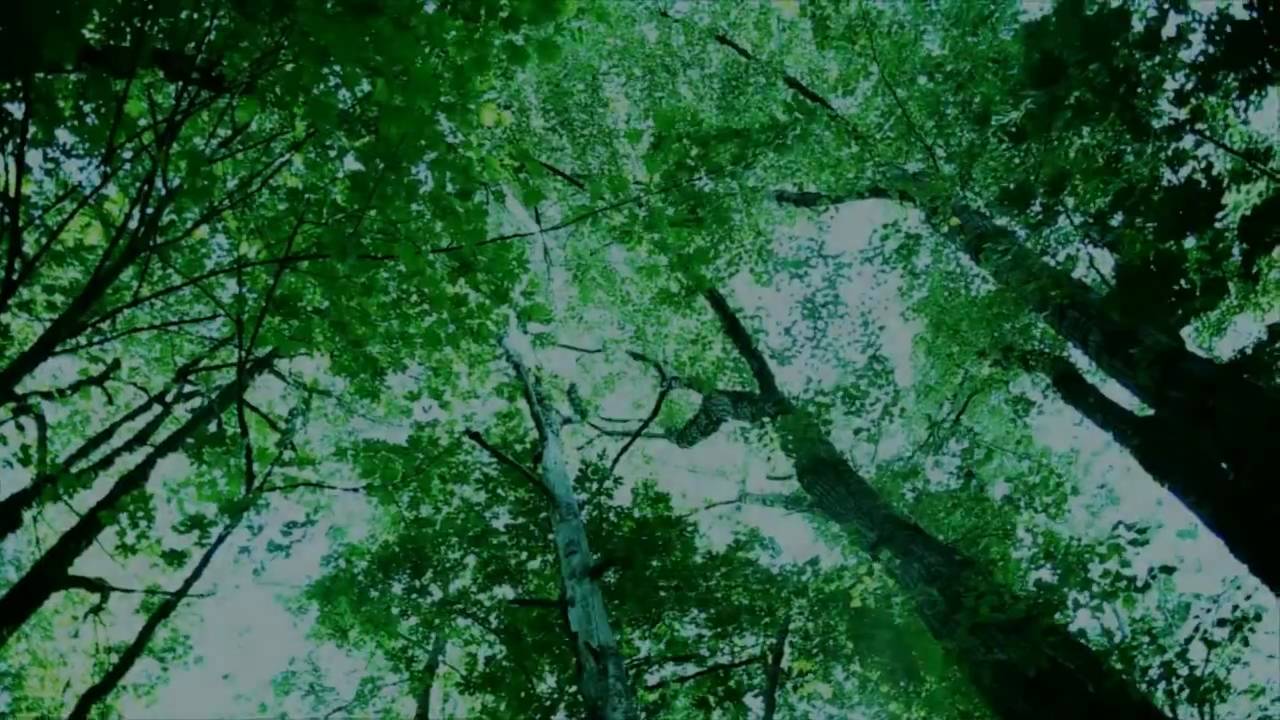 Twilight in Forks: Preview #1