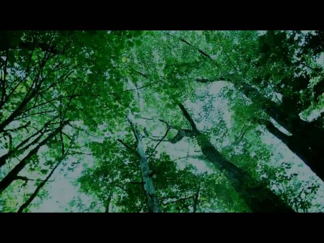 Twilight in Forks: Preview #1