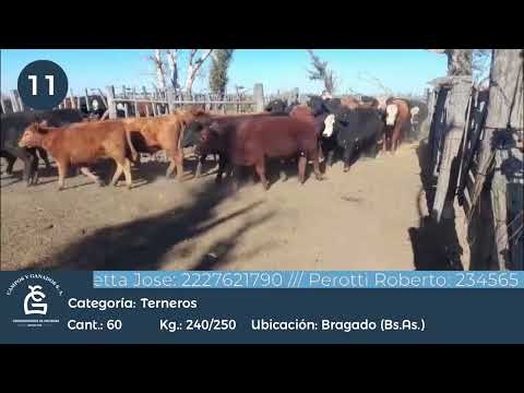 Lote Machos - Bragados Bs As