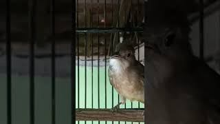 Download lagu KAPAS TEMBAK JANTAN GACOR NEMBAK RAPAT mp3