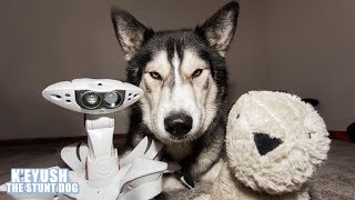 Husky And Autonomous Robot Talk To Each Other! And Share Toys!