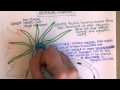 Parts of a Neuron, Part 1
