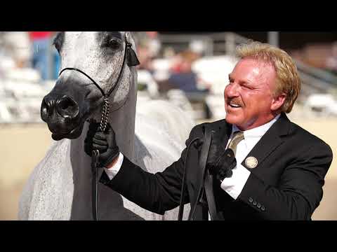 🌹PERFINKA🌹2020 Unanimous Scottsdale Champion Senior Mare