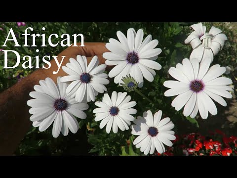 , title : 'African Daisy/ Osteospermum/ Dimorphotheca Flower. How to Grow Dimorphotheca & Osteospermum Flowers.'