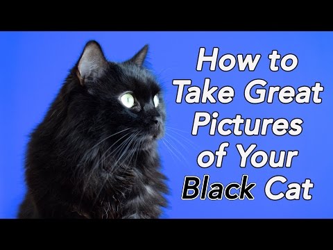 How to Take GREAT Pictures of Your Black Cat!