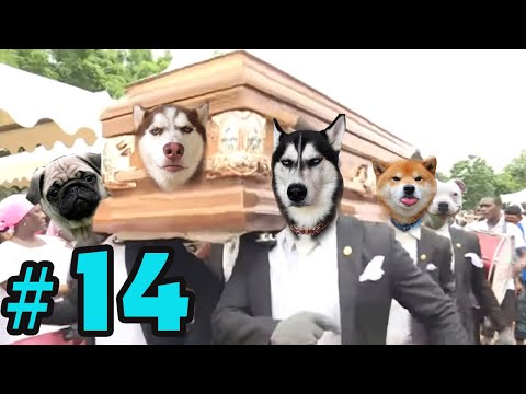 Dancing Funeral Coffin Meme - 🐶 Dogs and 😻 Cats Version #14