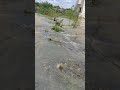 Chennai Rain Status Chennai Flood Rain Status 2021 Rain In Chennai TN Rain 2021 Shorts