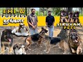 German ஷெப்பர்ட் Shihtzu Puppies for Sale | EMI Available | Siruvani Pets | All India Home Delivery