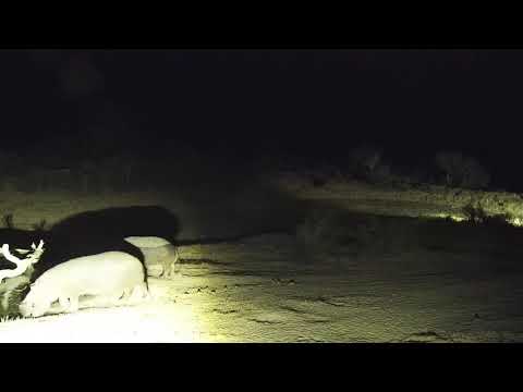 Djuma: Two Hippos together- 00:01 - 08/31/19