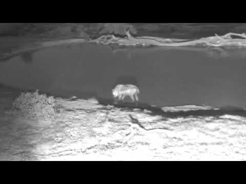 Djuma: Lone Hyena comes by for a quick dip and sip - 19:14 - 12/30/18
