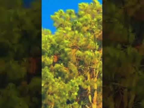 Hidupmu Belum Tentu untuk Hidupnya #videoshort #trending