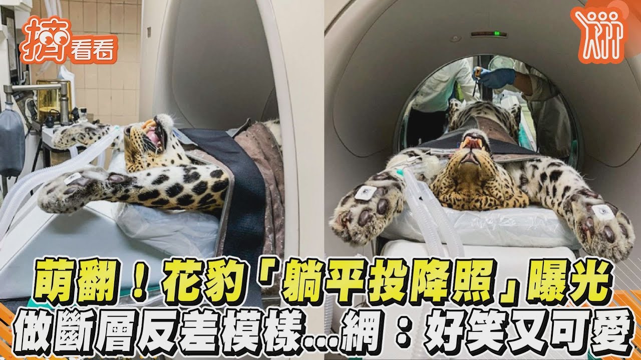 花豹「躺平投降」做檢查!反差萌樣曝光 網融化:超可愛