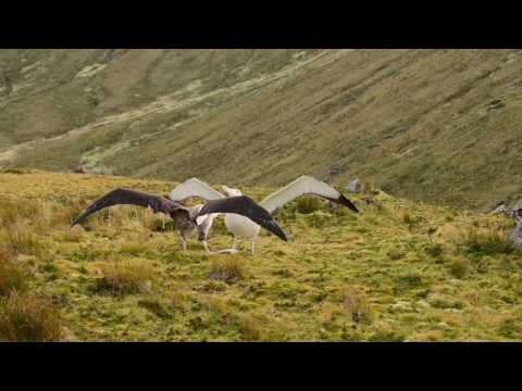 Albatros tristanový (Diomedea dabbenena) — tokový display na Gough Island