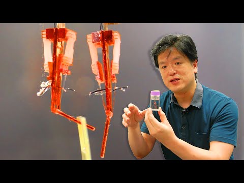 Meet Shoji Takeuchi and Yuya Morimoto — Rise of the biohybrid robots (Audio:EN, Subs:JP|EN)