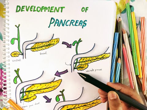 Entwicklung der Bauchspeicheldrüse || Einfach || Anatomieentwicklung || Embryologie