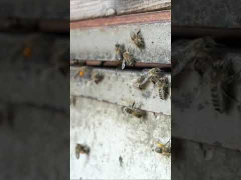 ミツバチの好きな花のリスト: 花粉媒介者を引き寄せる 20 以上の蜂蜜植物!  庭園