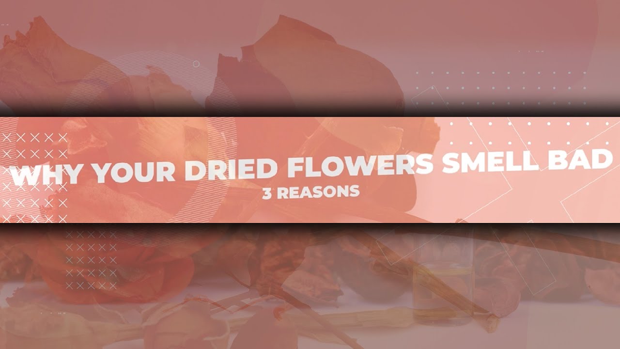Why do dried roses smell bad? Archive EN