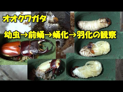 地中に生息する幼虫と蛹 ガチョウガチョウ