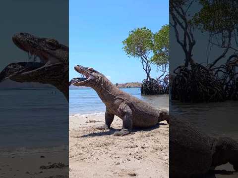 Anaconda comes out of Komodo's mouth😱