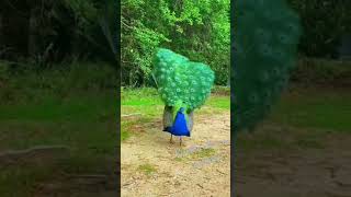 Download lagu Bannerghatta Zoo Really Beautifull Animals // Kannada mp3 Download lagu Bannerghatta Zoo Really Beautifull Animals // Kannada mp3