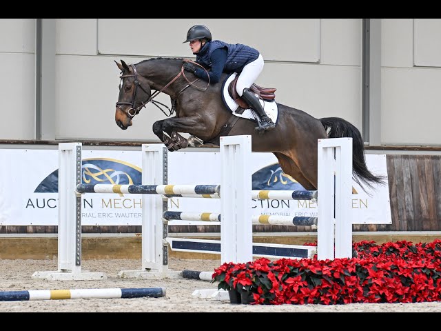 Daytona Nlg Z - Ridden