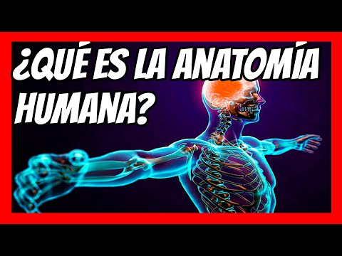 ✅ ¿Qué es la ANATOMÍA HUMANA? Explicada en 1 minuto | Resumen rápido y fácil